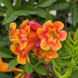 Orange-Red Trumpet Flower