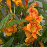 Orange-Red Trumpet Flower