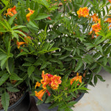 Orange-Red Trumpet Flower