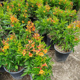 Orange-Red Trumpet Flower