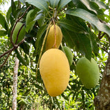 Orange Sherbet Mango - C&J Gardening Center