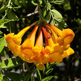 Orange Trumpet Flower