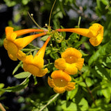 Orange Trumpet Flower