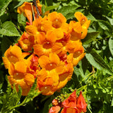 Orange Trumpet Vine - C&J Gardening Center