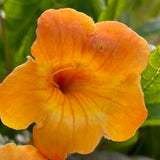 Orange Trumpet Vine - C&J Gardening Center