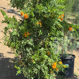 Orange Trumpet Vine - C&J Gardening Center