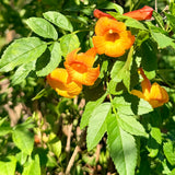 Orange Trumpet Vine - C&J Gardening Center