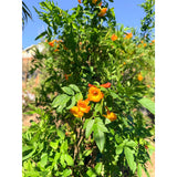 Orange Trumpet Vine