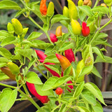 Serrano Tampiqueño 辣椒