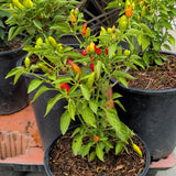 Serrano Tampiqueño 辣椒