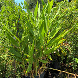 Ornamental Kahili Ginger