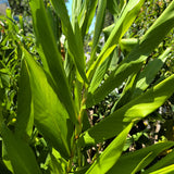 Ornamental Kahili Ginger