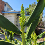 Ornamental Kahili Ginger