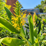 Ornamental Kahili Ginger