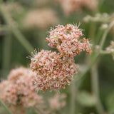 Ashyleaf Buckwheat - C&J Gardening Center