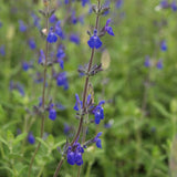 Dark Blue Germander Sage