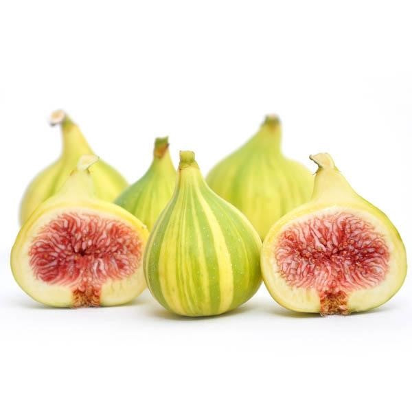 Panache Fig | C&J Gardening Center
