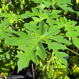 Hawaiian Papaya