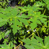 Hawaiian Papaya