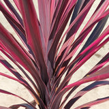Paso Doble Cordyline