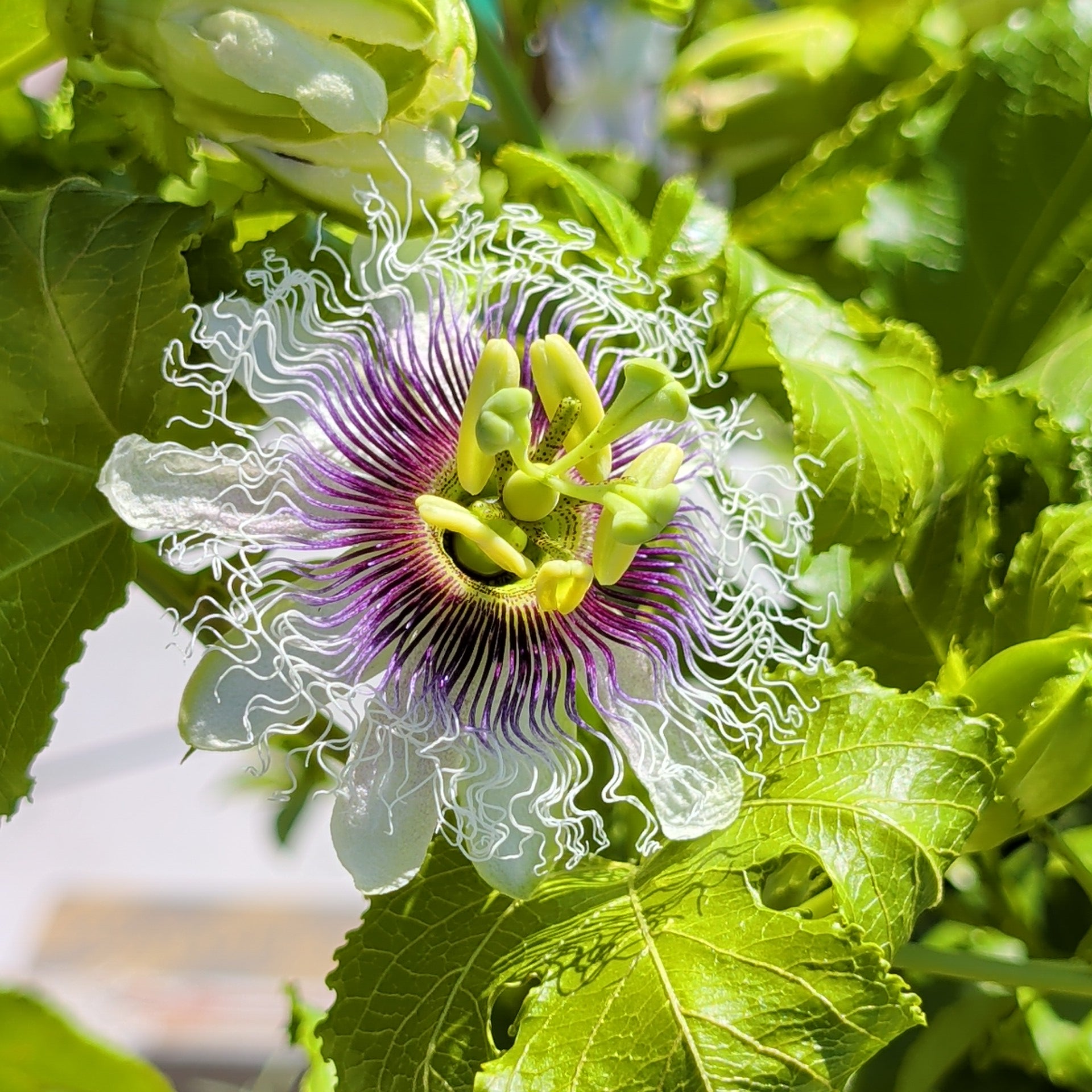 Passion Fruit | C&J Gardening Center