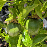 Passion Fruit - C&J Gardening Center