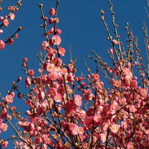 Peggy Clarke Japanese Flowering Apricot - C&J Gardening Center