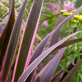 Pink Stripe New Zealand Flax
