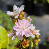 Pink Indian Hawthorn