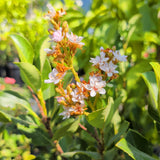 Pink Indian Hawthorn - C&J Gardening Center