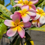 Pink Yellow Rainbow Plumeria - C&J Gardening Center