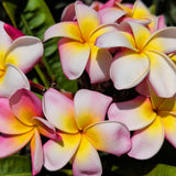Pink Yellow Rainbow Plumeria