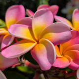 Pink Yellow Rainbow Plumeria