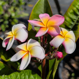 Pink Yellow Rainbow Plumeria - C&J Gardening Center