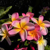 Pink Yellow Rainbow Plumeria