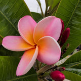 Pink Yellow Rainbow Plumeria