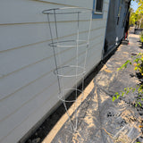 USED 54" Tomato Steel Plant Cage, Heavy Duty - C&J Gardening Center