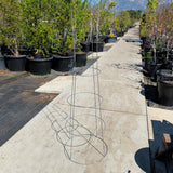 USED 54" Tomato Steel Plant Cage, Heavy Duty - C&J Gardening Center