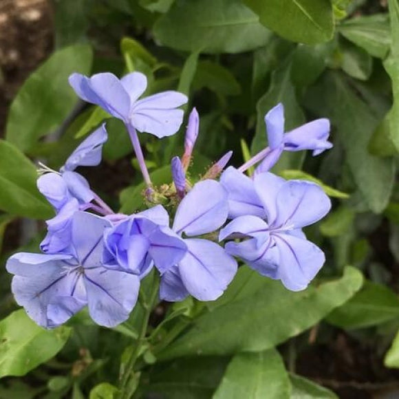Plumbago