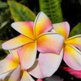 Nebel's Rainbow Plumeria - C&J Gardening Center