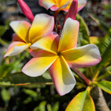Nebel's Rainbow Plumeria - C&J Gardening Center