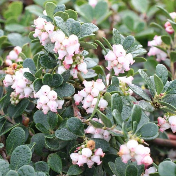 Point Reyes Manzanita | C&J Gardening Center