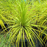 Ponytail Bottle Palm - C&J Gardening Center