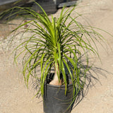 Ponytail Palm - C&J Gardening Center
