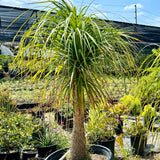 Ponytail Palm - C&J Gardening Center