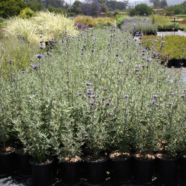 Pozo Blue Sage | C&J Gardening Center