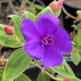 Princess Flower - C&J Gardening Center