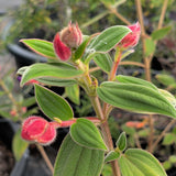 Princess Flower - C&J Gardening Center