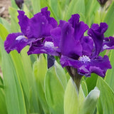 Purple Dwarf Bearded Iris