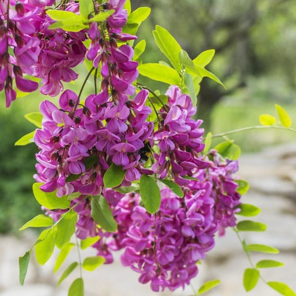 Purple Robe Locust Tree | C&J Gardening Center